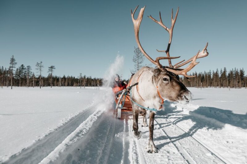Rovaniemi: Reindeer Sleigh Ride with Hot Drink and Cookies - Price and Value