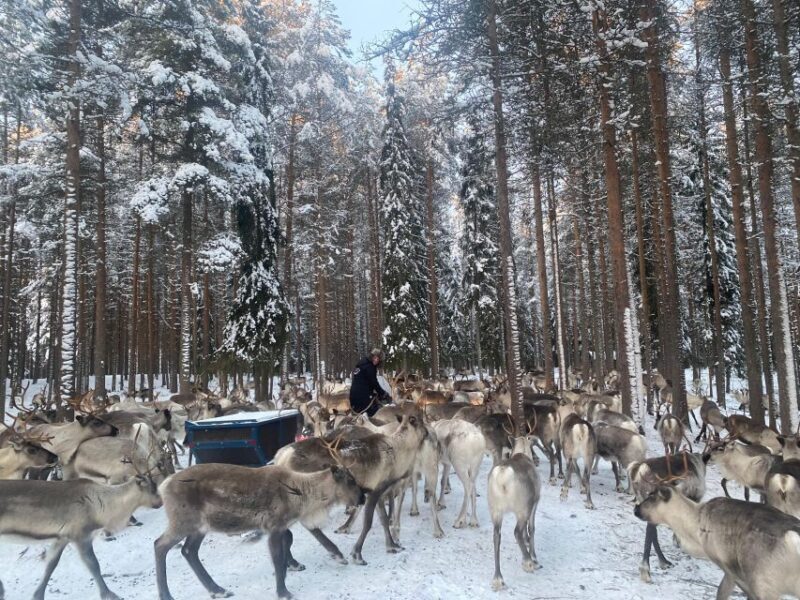 Rovaniemi: Santa Claus Village Tour Huskies & Reindeer Visit - FAQ