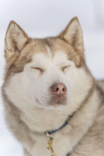 Rovaniemi: Snowmobile Safari, Reindeer & Husky Sleigh Ride - An In-Depth Look at the Arctic Adventure