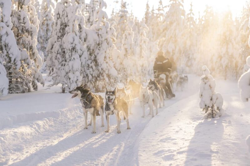 Rovaniemi: Snowmobile Safari, Reindeer & Husky Sleigh Ride - Frequently Asked Questions