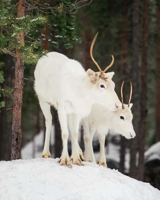 Rovaniemi: Snowshoe trip to meet reindeer - Snowshoeing through Lapland’s Serene Forests