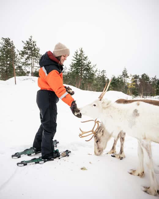 Rovaniemi: Snowshoe trip to meet reindeer - Learning About Sami Culture and Reindeer Life