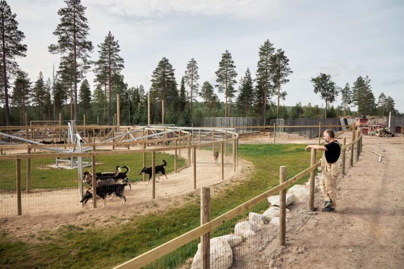 Rovaniemi: Summer Husky Kennel Tour and Cart Ride - What to Expect from the Tour