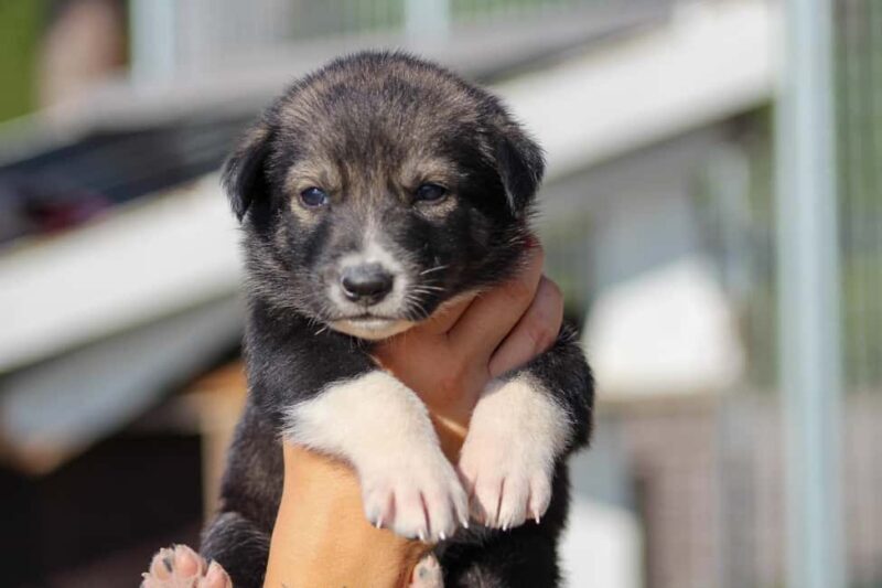 Rovaniemi: Summer Husky Kennel Tour and Cart Ride - FAQ