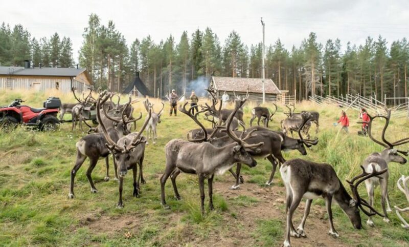 Rovaniemi: Summer Reindeer Farm Experience - Key Points