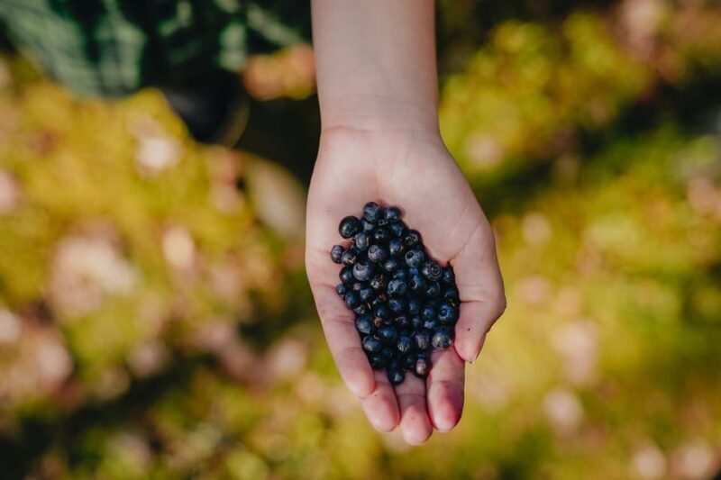 Rovaniemi : Trekking in the Heart of Nature - Key Points