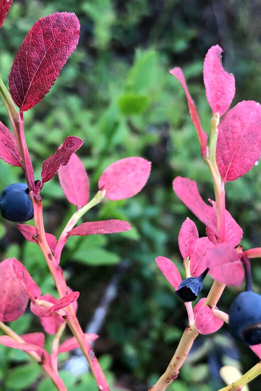 Rovaniemi : Trekking in the Heart of Nature - Experiencing Rovaniemi’s Forests: A Detailed Look