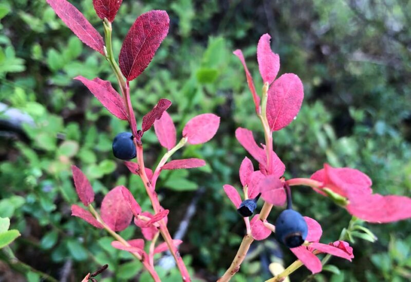 Rovaniemi : Trekking in the Heart of Nature - FAQ