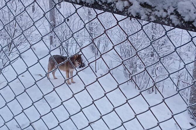 Rovaniemi: Trip to Ranua Zoo with Tickets Included - FAQ