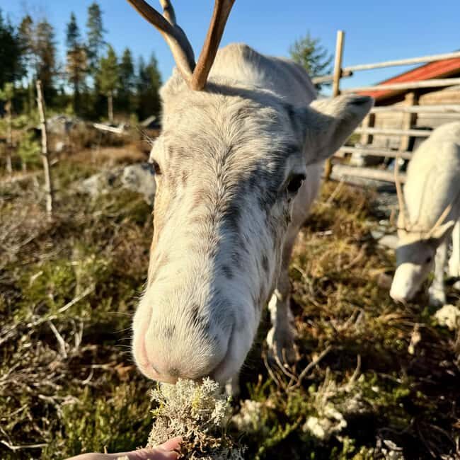Rovaniemi: Visit Authentic Family-owned Reindeer Farm - What to Expect from Your Reindeer Farm Visit