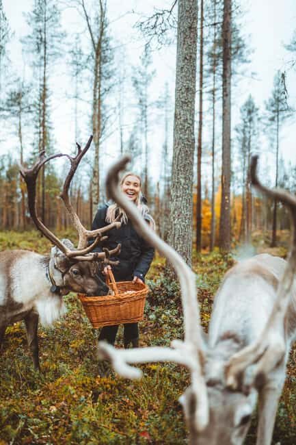 Rovaniemi: Walk with Reindeer - Rovaniemi: Walk with Reindeer — A Detailed Review