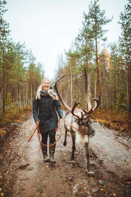 Rovaniemi: Walk with Reindeer - Key Points
