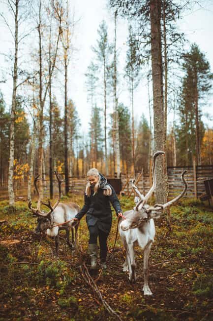 Rovaniemi: Walk with Reindeer - What Makes This Tour Special