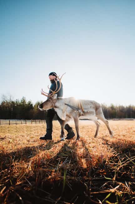 Rovaniemi: Walk with Reindeer - FAQ