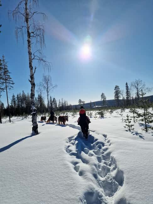 Rovaniemi: Winter Horseback Ride on Snowy Hills and Forests - Key Points