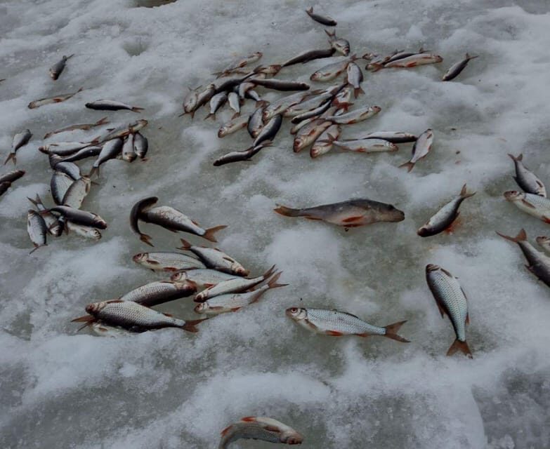 Rovaniemi: winter ice fishing tour - What Makes This Tour Special?