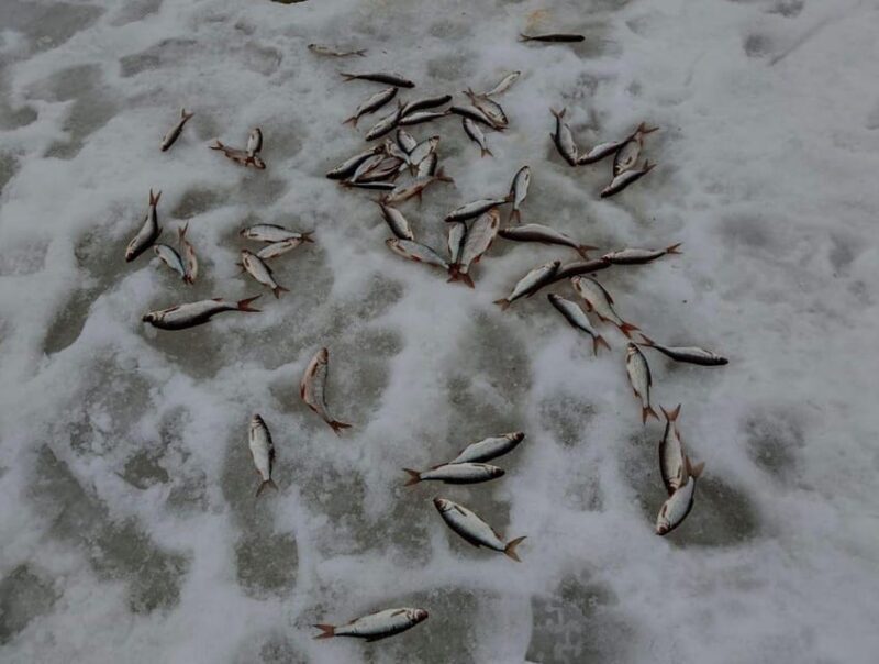 Rovaniemi: winter ice fishing tour - Final Thoughts