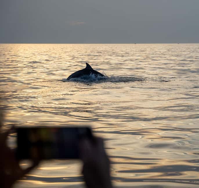 Rovinj: Dolphins at Sunset & Island Swimming Speedboat Tour - Rovinj: Dolphins at Sunset & Island Swimming Speedboat Tour — A Detailed Review