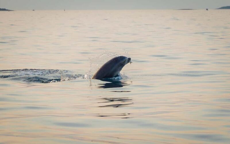 Rovinj: Dolphins at Sunset & Island Swimming Speedboat Tour - Key Points