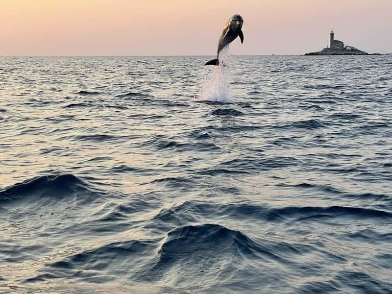 Rovinj: Dolphins at Sunset & Island Swimming Speedboat Tour - FAQ