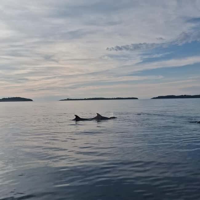 Rovinj: Shared Dolphin and Sunset Tour with Drinks - The Experience: A Detailed Look at Rovinj’s Dolphin and Sunset Tour