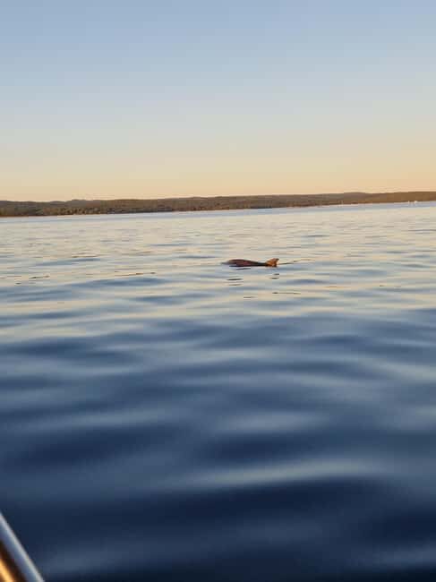 Rovinj: Shared Dolphin and Sunset Tour with Drinks - FAQ