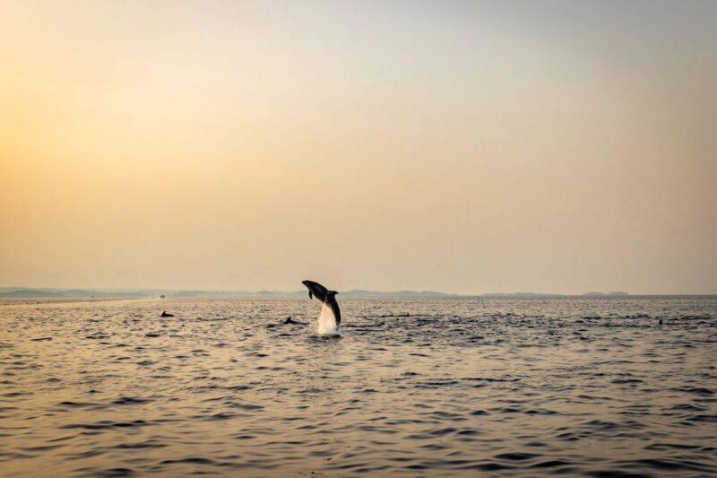 Rovinj: Sunrise Dolphins & Fishermen at Work Speedboat Tour - Authentic Insights from Reviewers