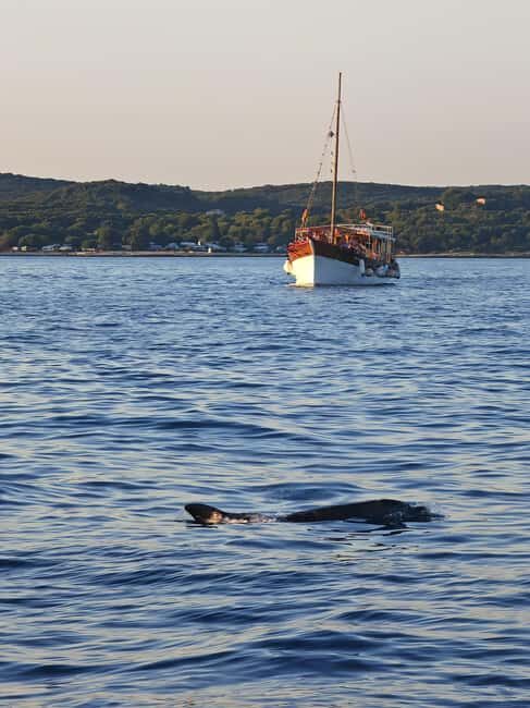 Rovinj: Sunset Lim Fjord Tour with BBQ, Swimming & Dolphins - Rovinj: Sunset Lim Fjord Tour with BBQ, Swimming & Dolphins — An Authentic Croatian Coastal Experience