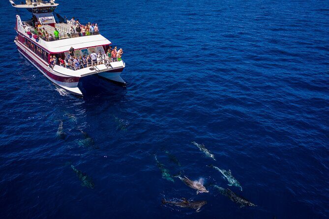 Royal Delfin - 2Hour Sustainable Dolphin & Whale Watching Mini Cruise - Who Should Consider This Tour?