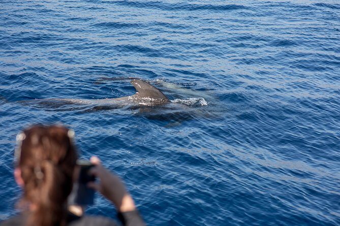 Royal Delfin - 2Hour Sustainable Dolphin & Whale Watching Mini Cruise - FAQs
