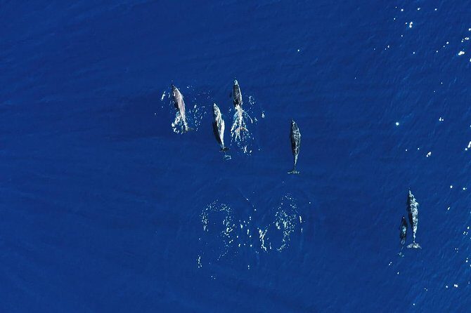 Royal Delfin 3H Dolphin & Whale Watching! Swimming & Lunch! - Exploring the Tour Itself