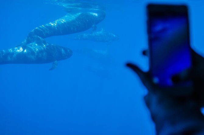 Royal Delfin - 4'5H Dolphin & Whale Watching - Los Gigantes Masca - Lunch & Swim - The Sum Up: Is It Worth It?