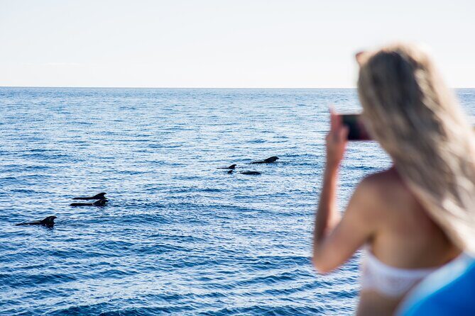 Royal Dolphin Whale watching excursion - The Experience and Authenticity