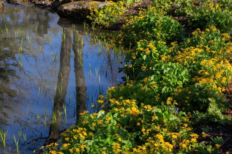 Royal Horticultural Society: Harlow Carr Garden Ticket - Key Points