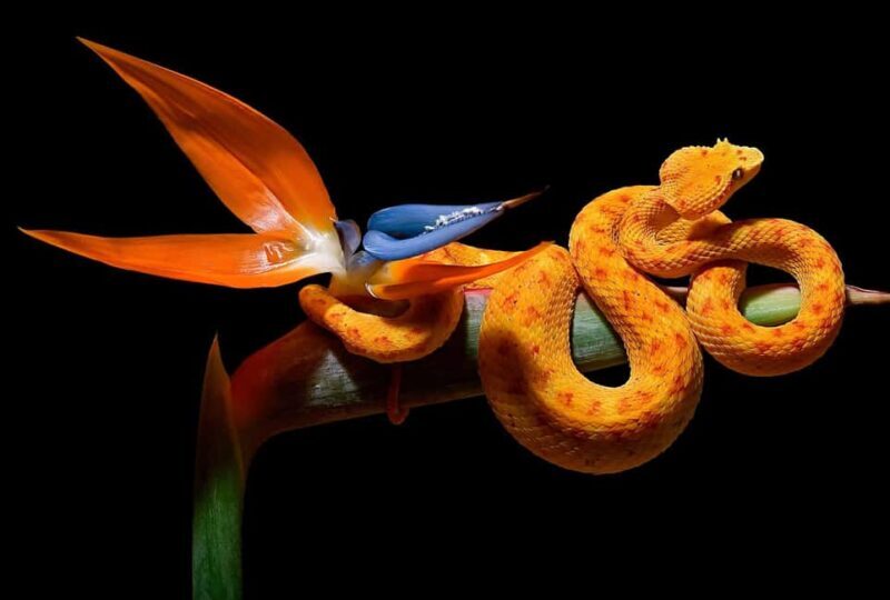 Royan: Planet Exotica Entry Ticket - What You Can Expect at Planet Exotica