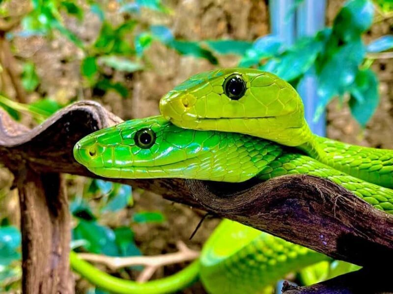 Royan: Planet Exotica Entry Ticket - Final Thoughts