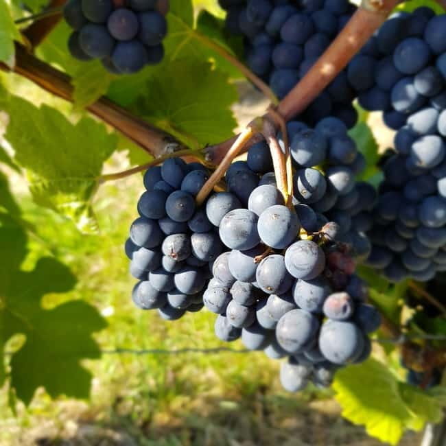 Rüdesheim - Wine tasting - A journey of pleasure through 5 wines - Key Points