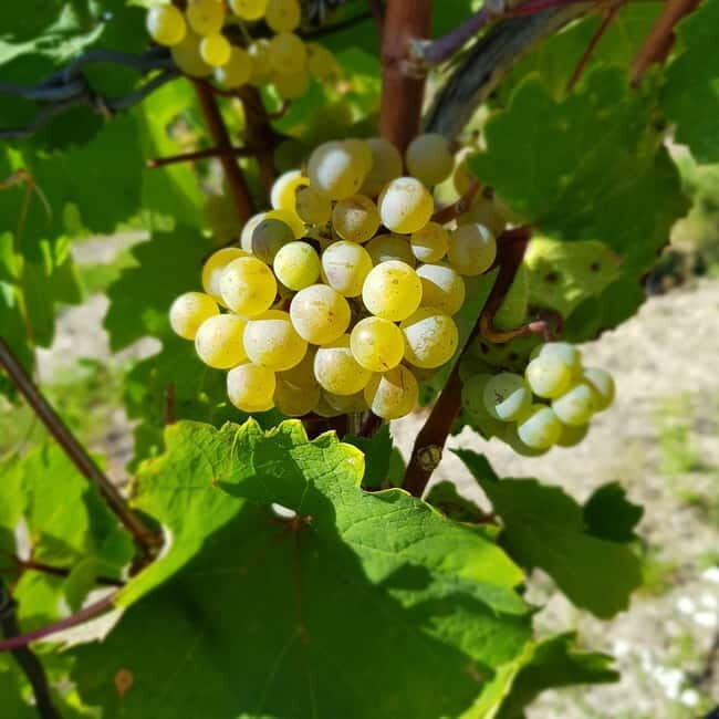 Rüdesheim - Wine tasting - A journey of pleasure through 5 wines - Why This Tour Stands Out