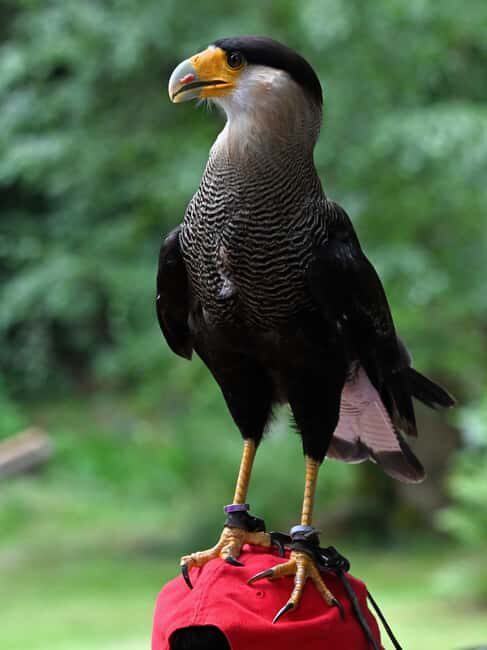 Ruhla: Ticket for a flight show with eagles, owls, and more. - Who Should Consider This Tour?