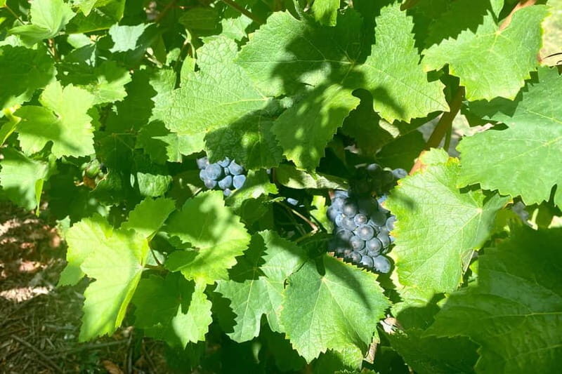 Ruinart Champagne Cellars Tastings Private trip from Paris - Final Thoughts