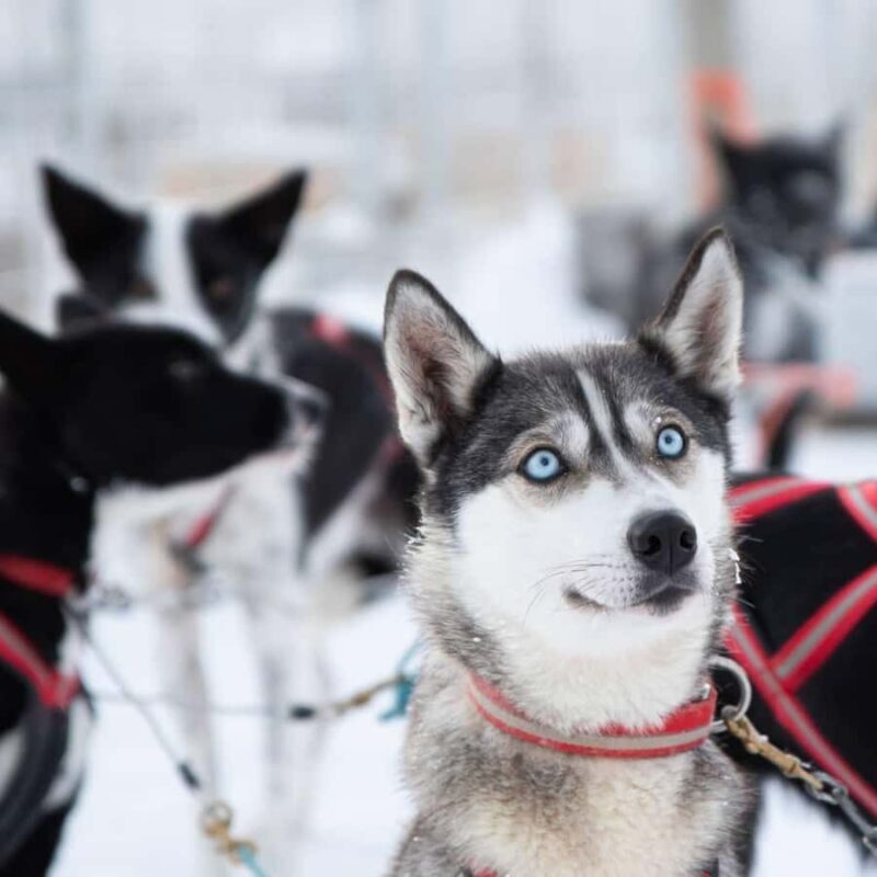 Ruka: Husky Ride and Farm Visit + Fireside Treats - Key Points