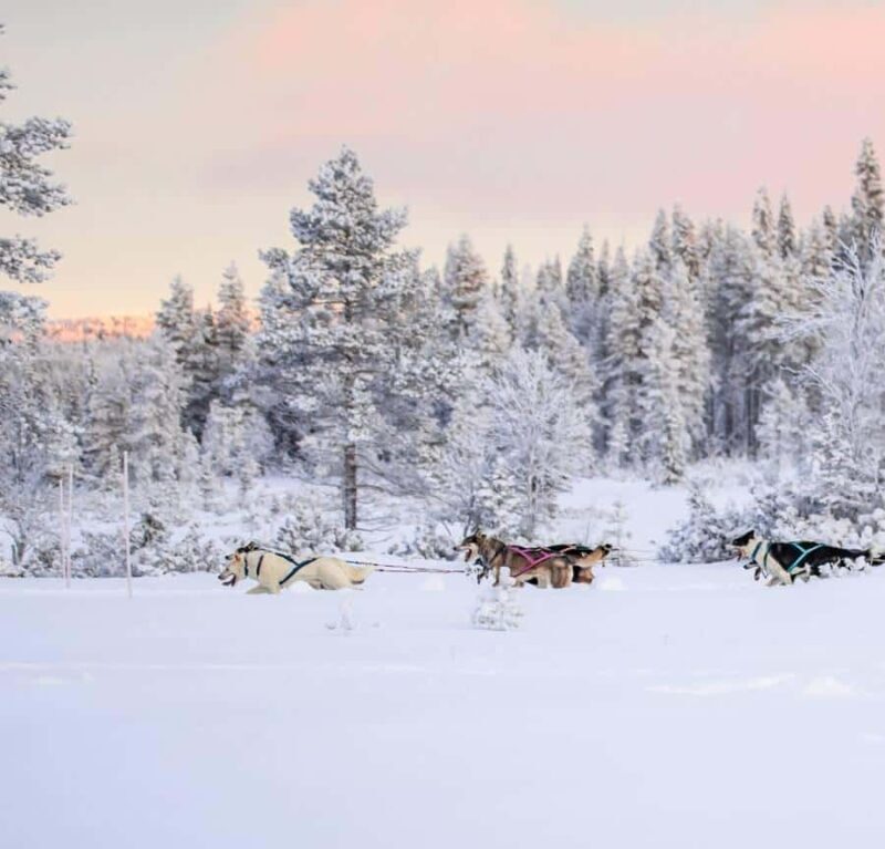 Ruka: Husky Ride and Farm Visit + Fireside Treats - An In-Depth Look at the Experience