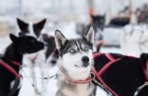 Ruka: Husky Ride and Farm Visit + Fireside Treats - Frequently Asked Questions