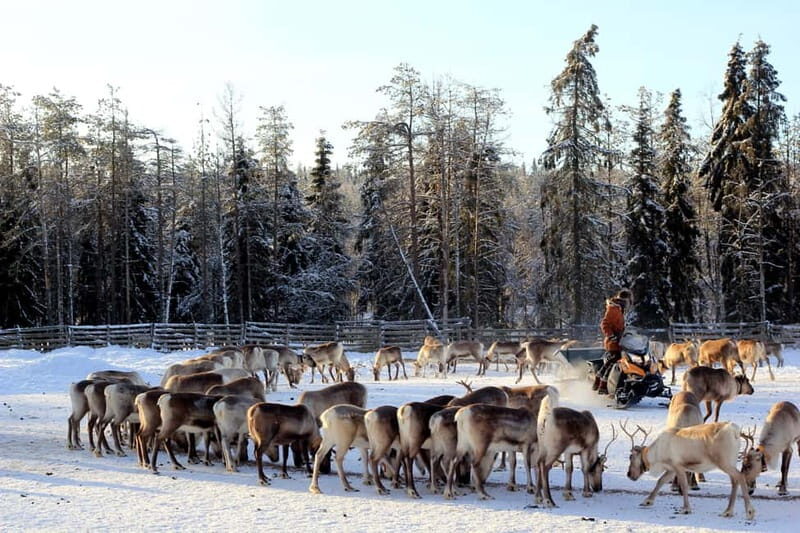 RUKA: Reindeer Feeding, Sleigh Ride & Fireside Delicacies - Key Points