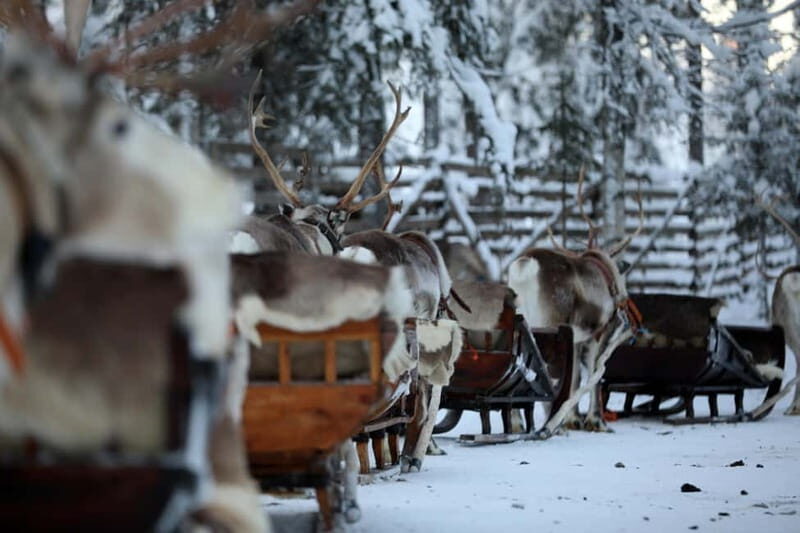 RUKA: Reindeer Feeding, Sleigh Ride & Fireside Delicacies - An In-Depth Look at the RUKA Experience