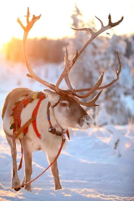 RUKA: Reindeer Feeding, Sleigh Ride & Fireside Delicacies - The Sum Up