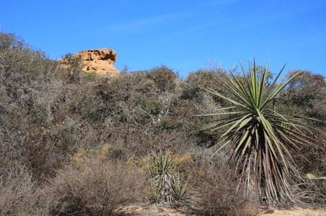Runyon Canyon Hiking Tour - Value for Money