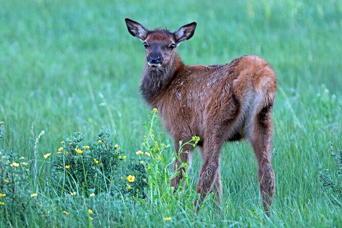 Rutting Around Elk Viewing Tour - A Deep Dive Into the Rutting Around Elk Viewing Tour