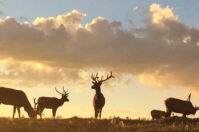 Rutting Around Elk Viewing Tour - Who Should Consider This Tour?