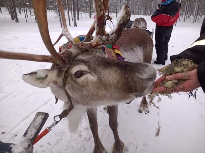 Saariselkä: Northern Lights & Reindeer Sledding Tour - Saariselkä: Northern Lights & Reindeer Sledding Tour — An Authentic Arctic Adventure